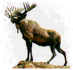 Moose right